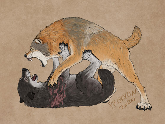 FIGHT (Steel the Wolf)